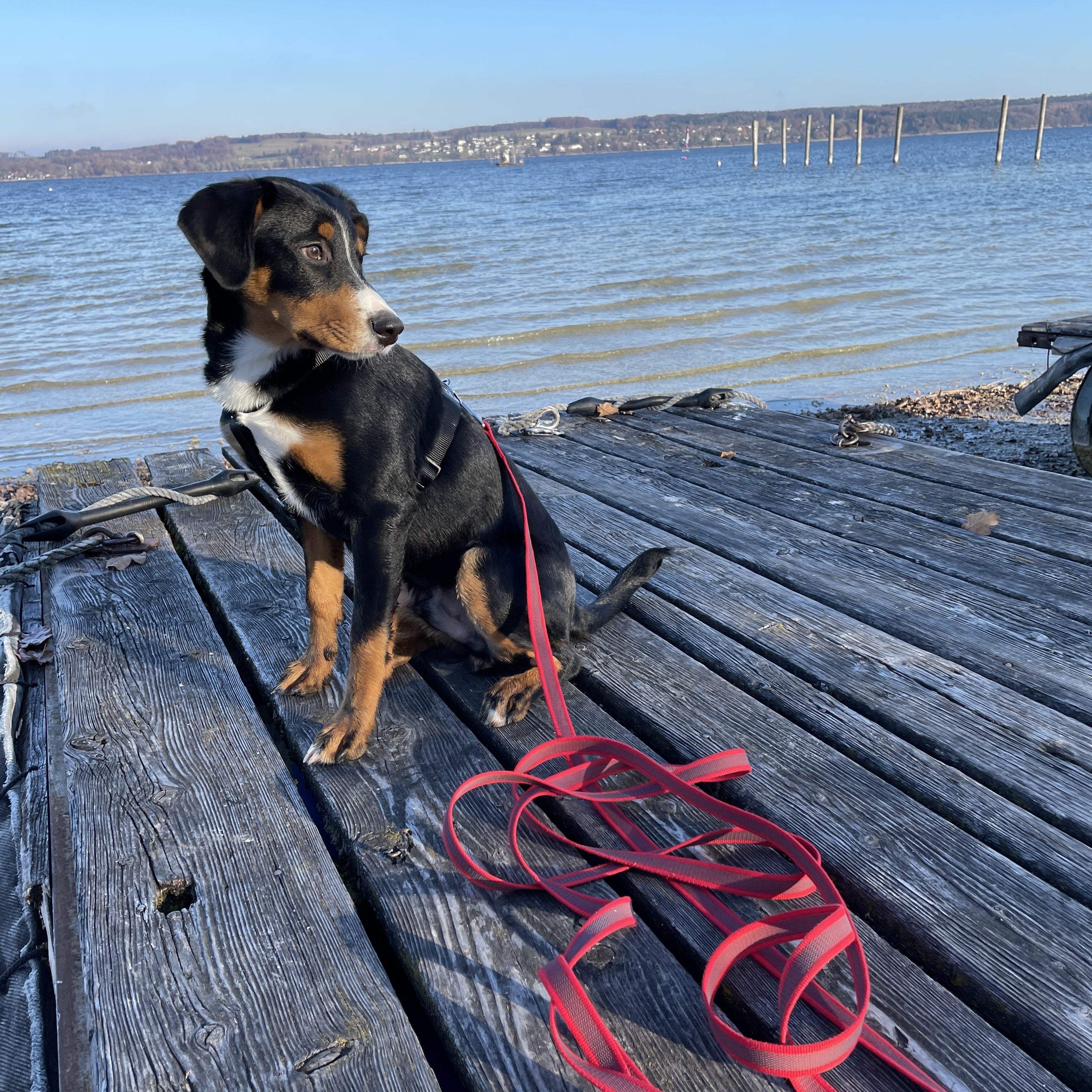 Ein Hund auf dem Steg am Ammersee und eine Leine von KOCH