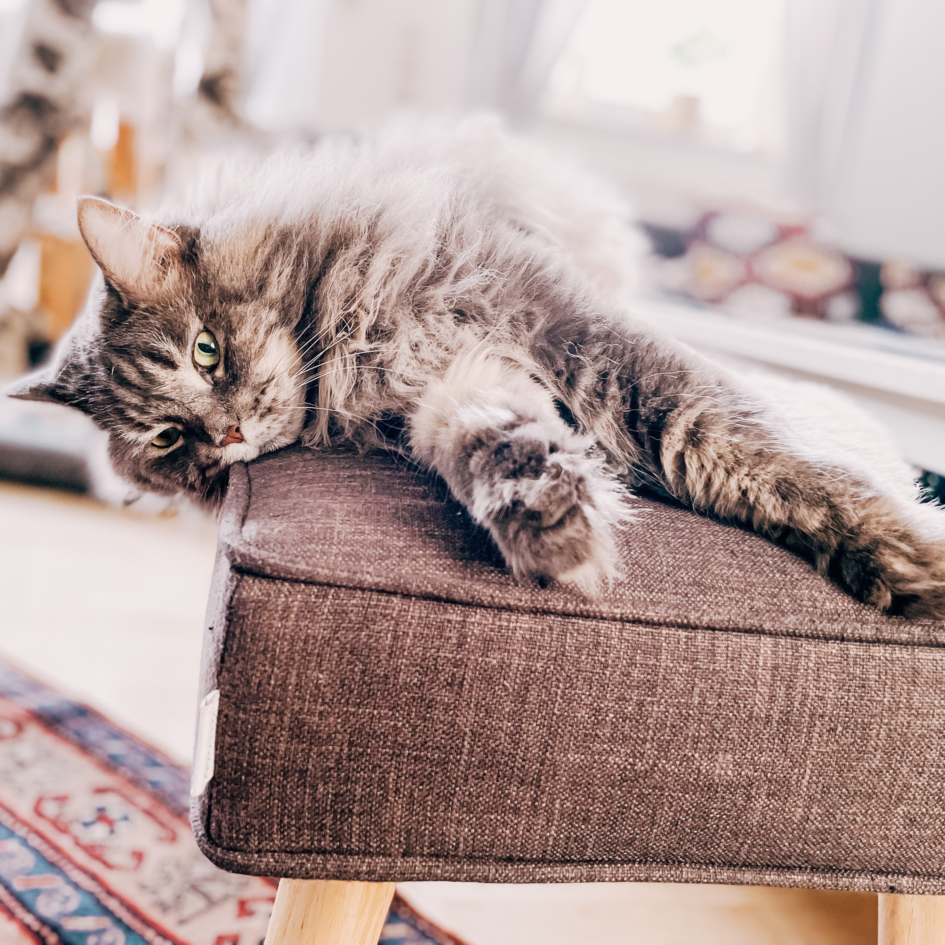 Fellpflege Tipps für Hund und Katze