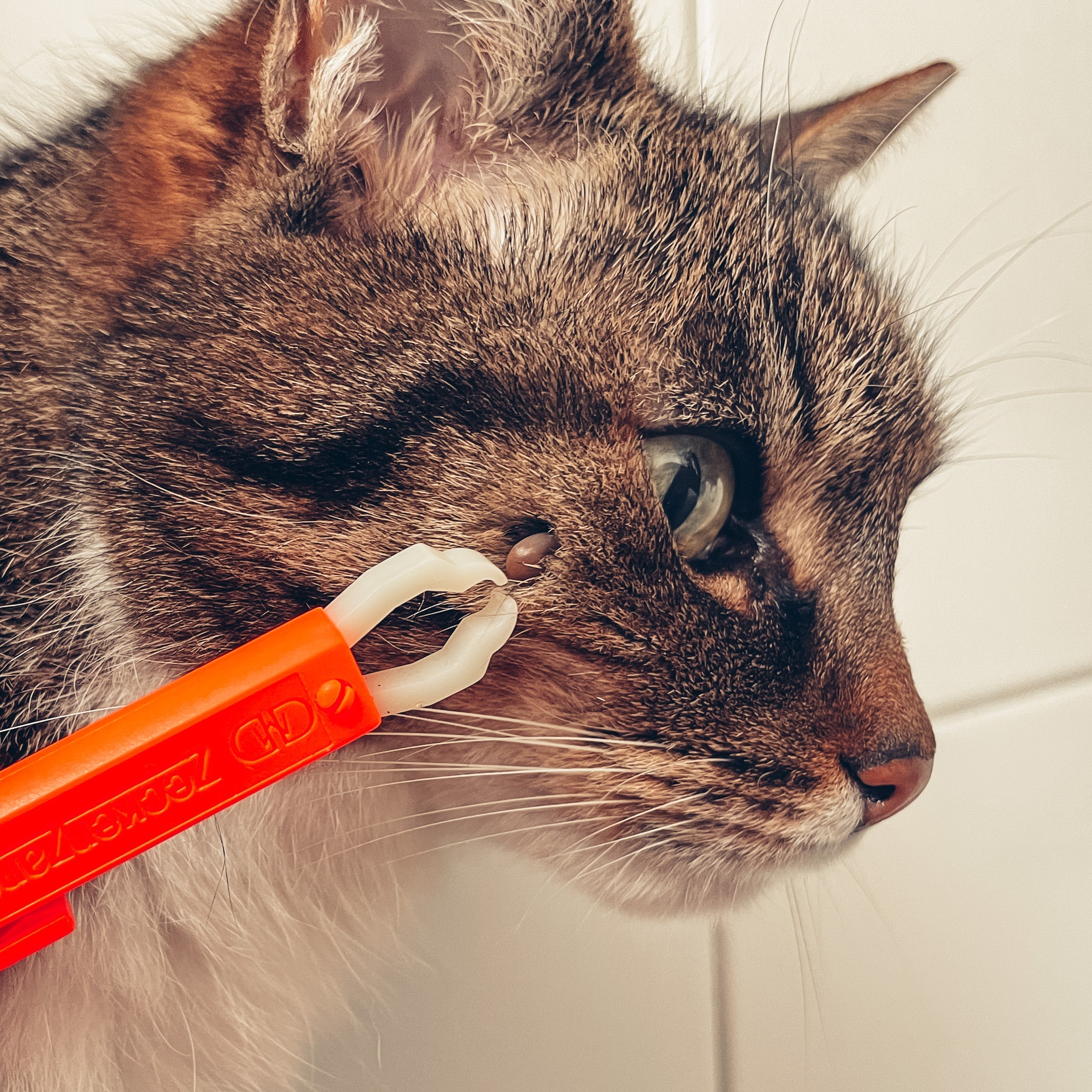 Wirkungsvoller Zeckenschutz für Hund und Katze