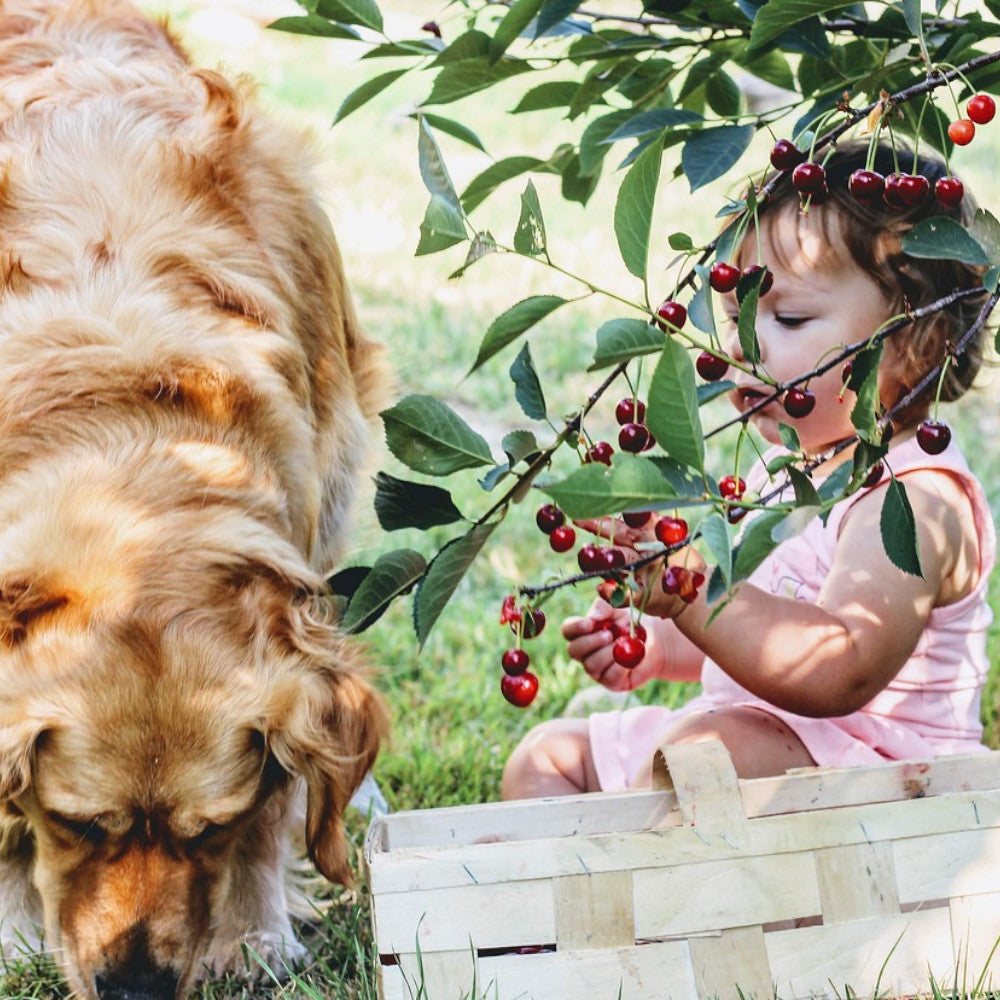 Hund und Baby - Familienzuwachs mit Hund