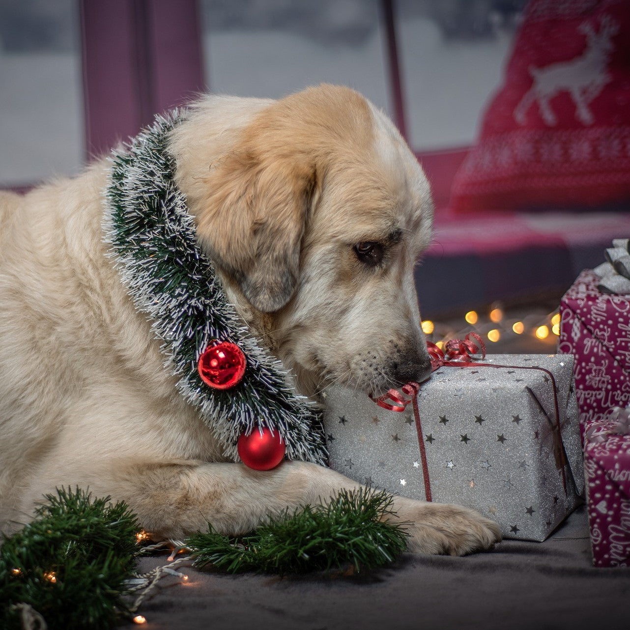 Ein Hunde mit einem Weihnachtsgeschenk
