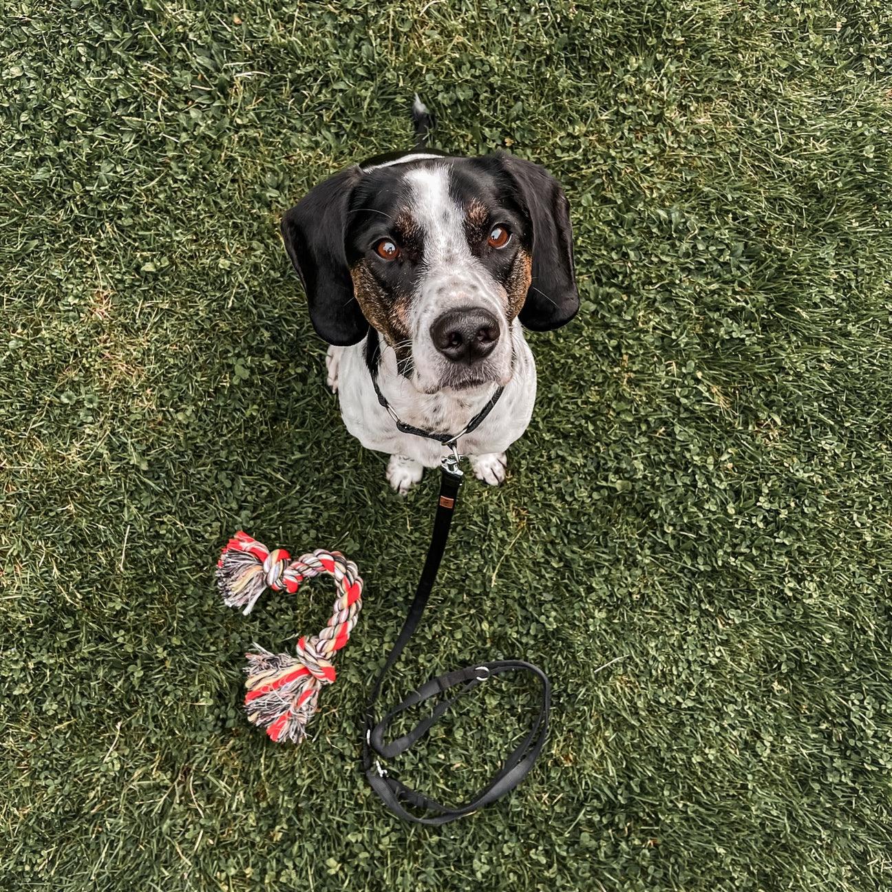 Hundehalsband oder Geschirr? - KOCH