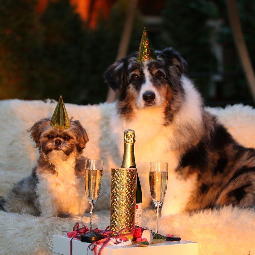 Silvester mit Hund - KOCH