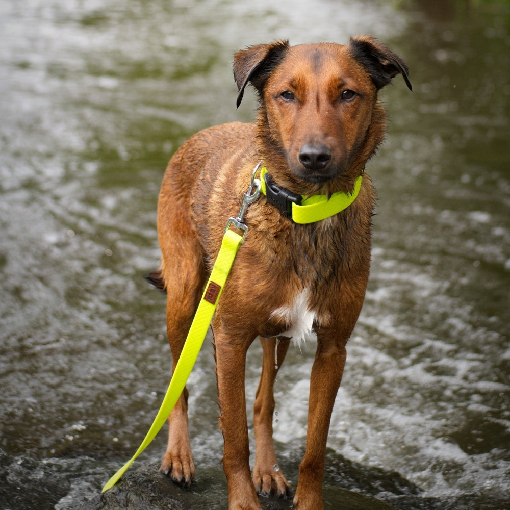 Ein Hund steht mit einem KOCH Hundehalsband und einer 1 Meter Trainingseine am Flussbett