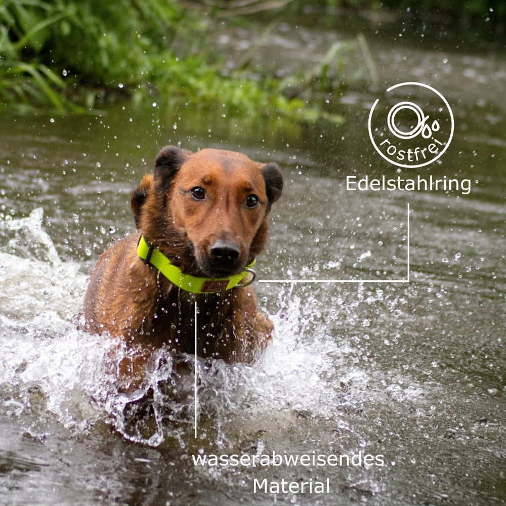 Ein Hund springt im Wasser, er trägt ein wasserabweisendes und rostfreies Hundehalsband von KOCH in neongrün