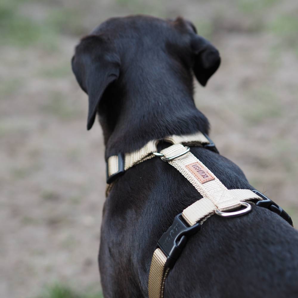 Beiges Hundegeschirr von KOCH mit Klickverschluss am Hals