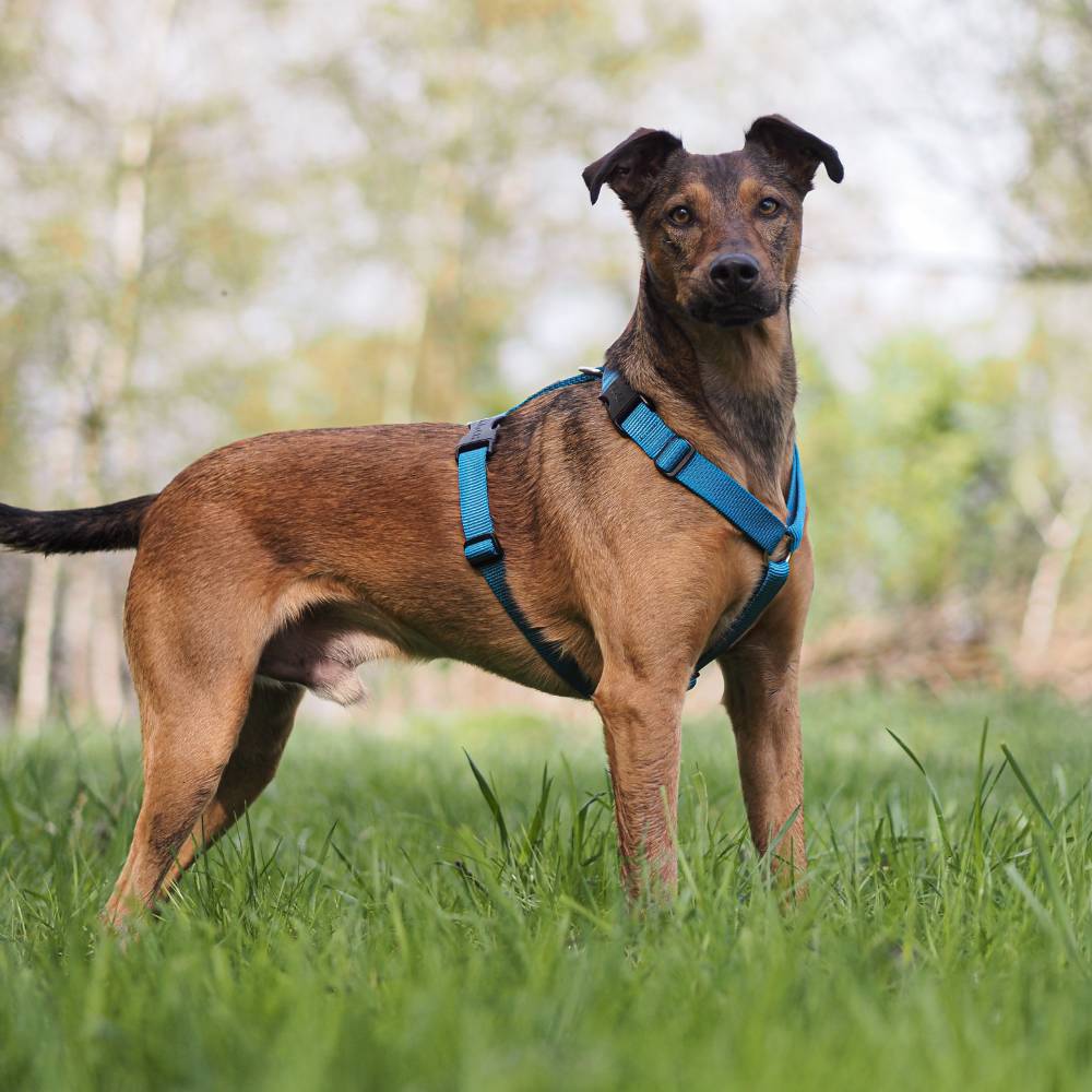 Brauner Hund mit KOCH Comfort Hundegeschirr in petrol