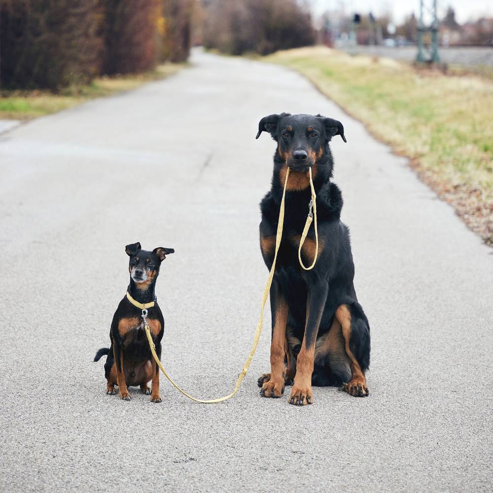 Cojak und Phillo mit KOCH Hundeleine und KOCH Halsband