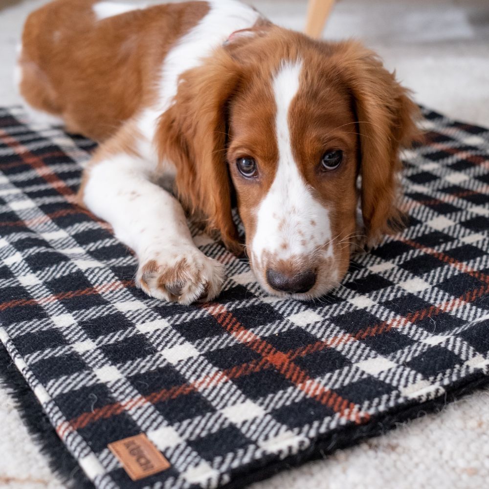 Ein Hunde mit der Hundedecke von KOCH