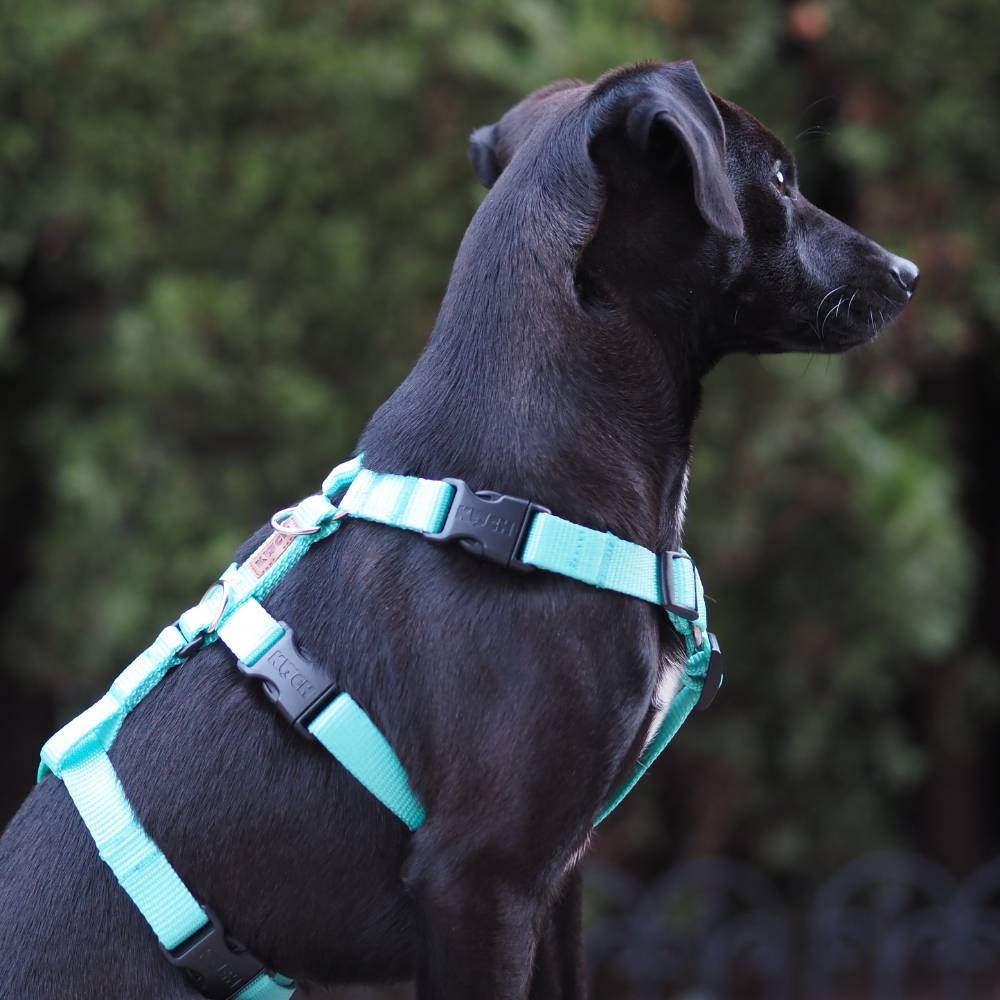 Ein schwarzer HUnd mit KOCH Comfort Sicherheitsgeschirr mit Klickverschluss am Hals