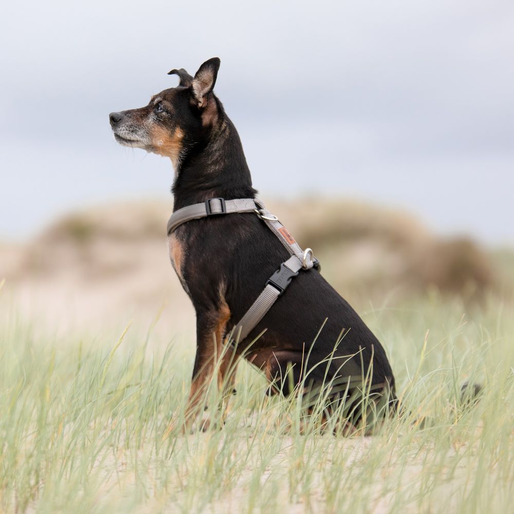 KOCH Premium Hundegeschirr gepolstert in grau