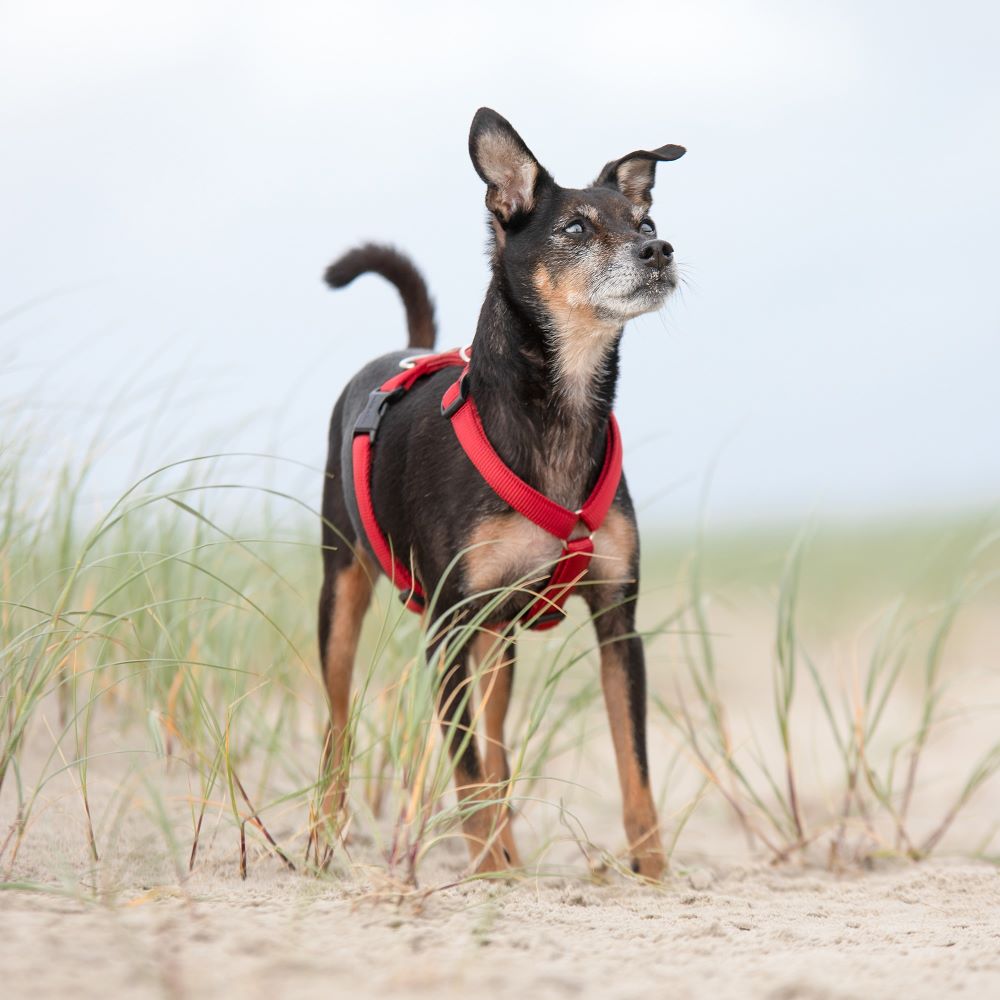 KOCH Premium Hundegeschirr gepolstert in rot