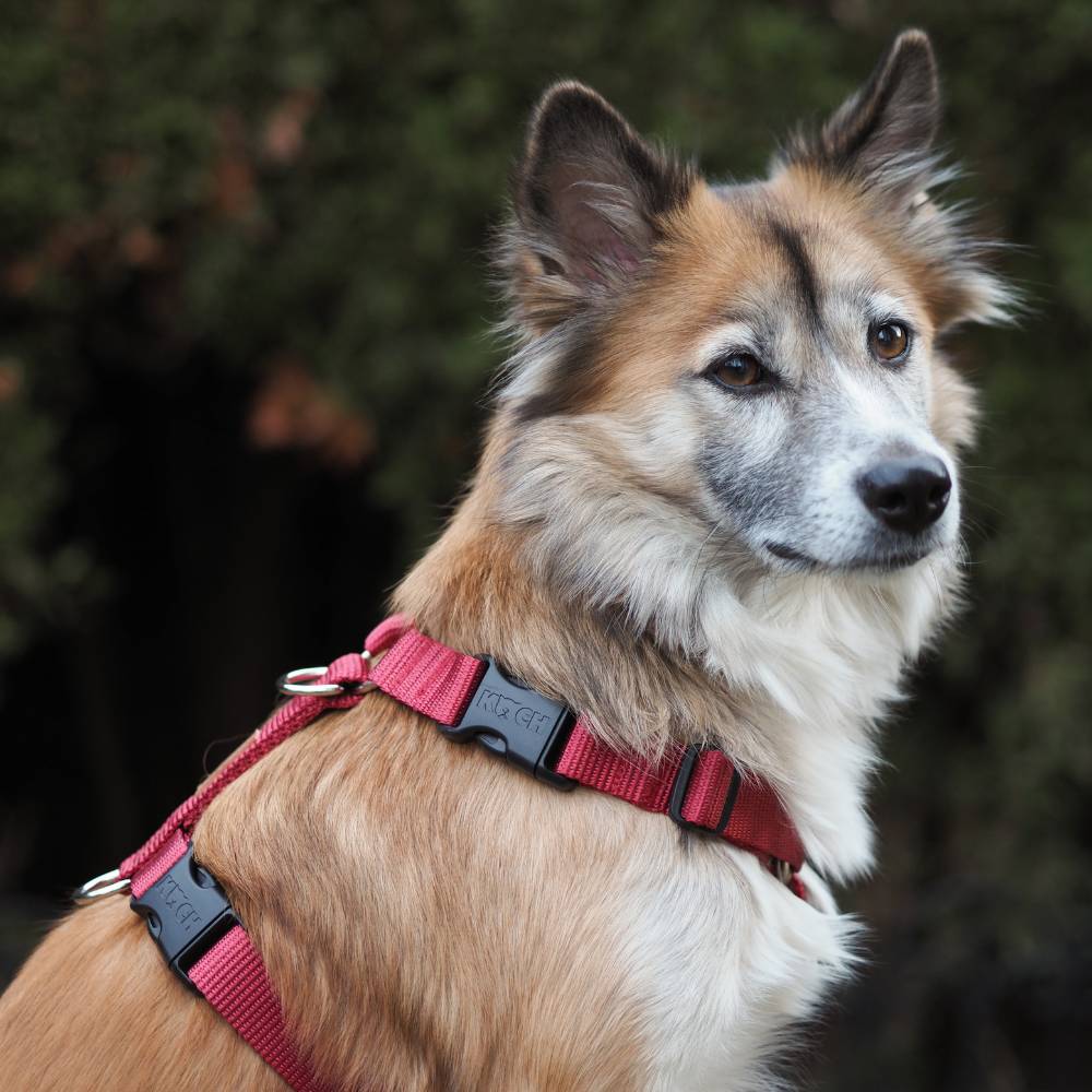 Hund mit KOCH Comfort Hundegeschirr in bordeaux
