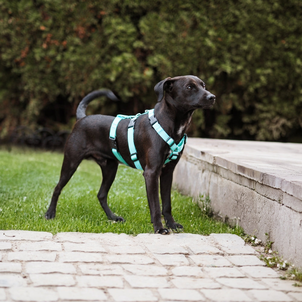 Hund mit Comfort Sicherheitsgeschirr mit Klickverschluss am Hals von KOCH in der Farbe mint
