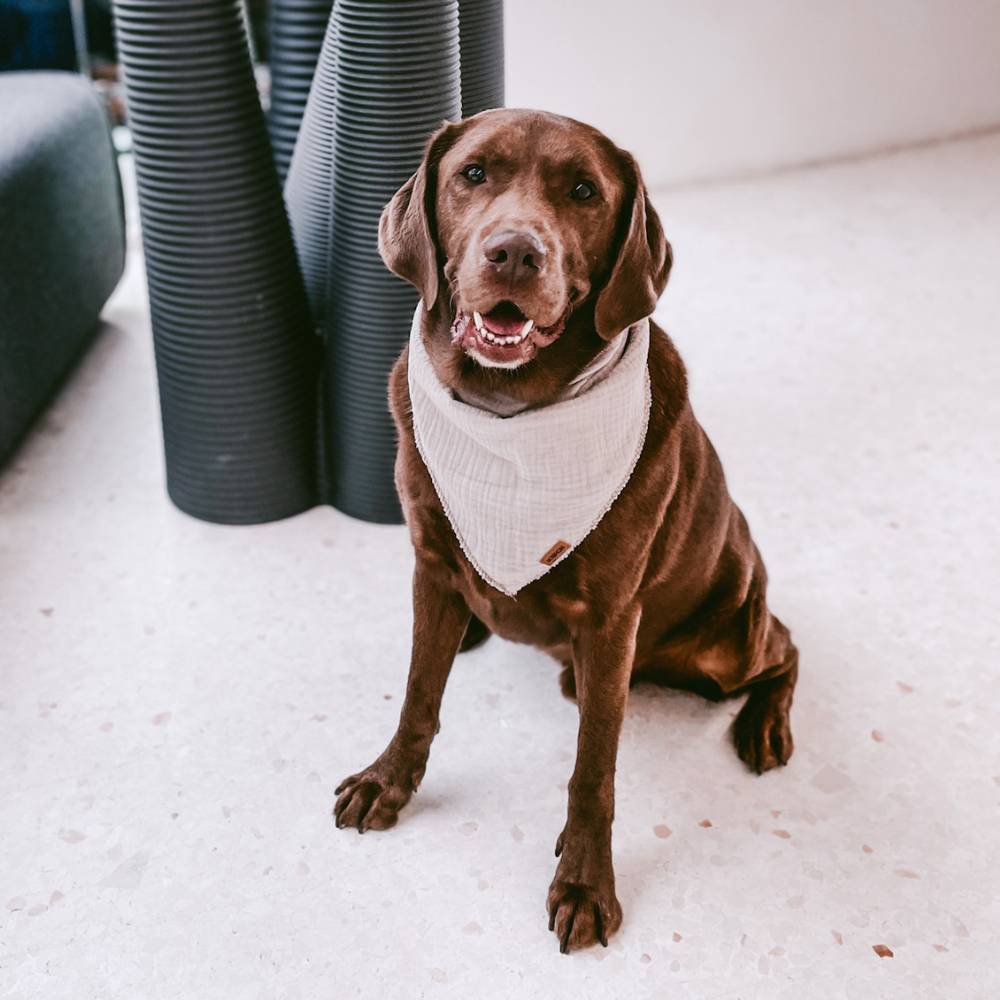 KOCH Hunde-Halstuch von einem braunen Hunde getragen