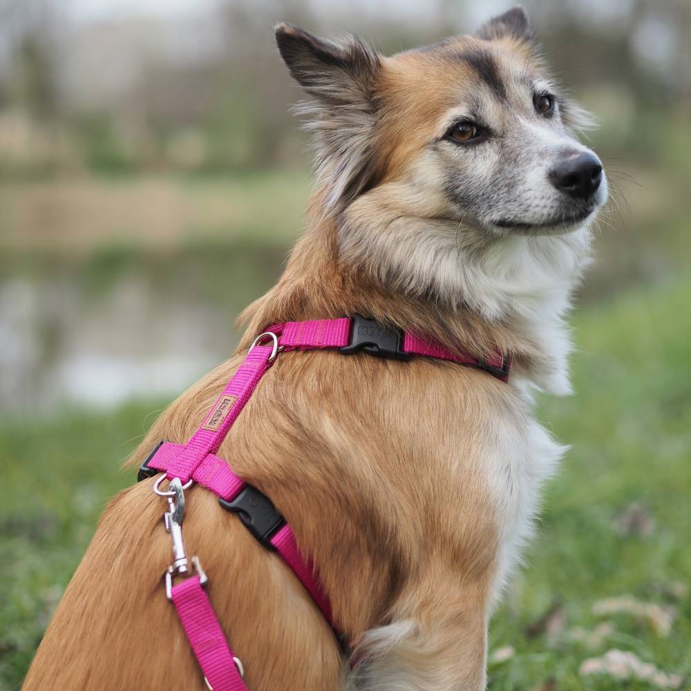 KOCH Hundegeschirr mit Klickverschluss am Hals