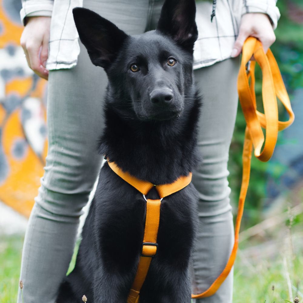 KOCH Hundeleine und Hundegeschirr in "gold"