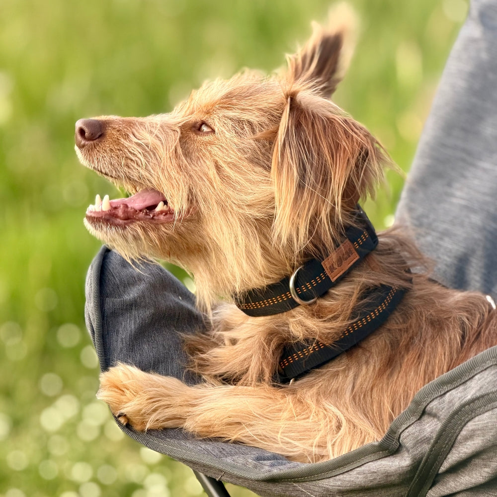 Hund mitgepolstertem Halsband von KOCH in schwarz mit orangenen Kennfäden auf einem Campingstuhl