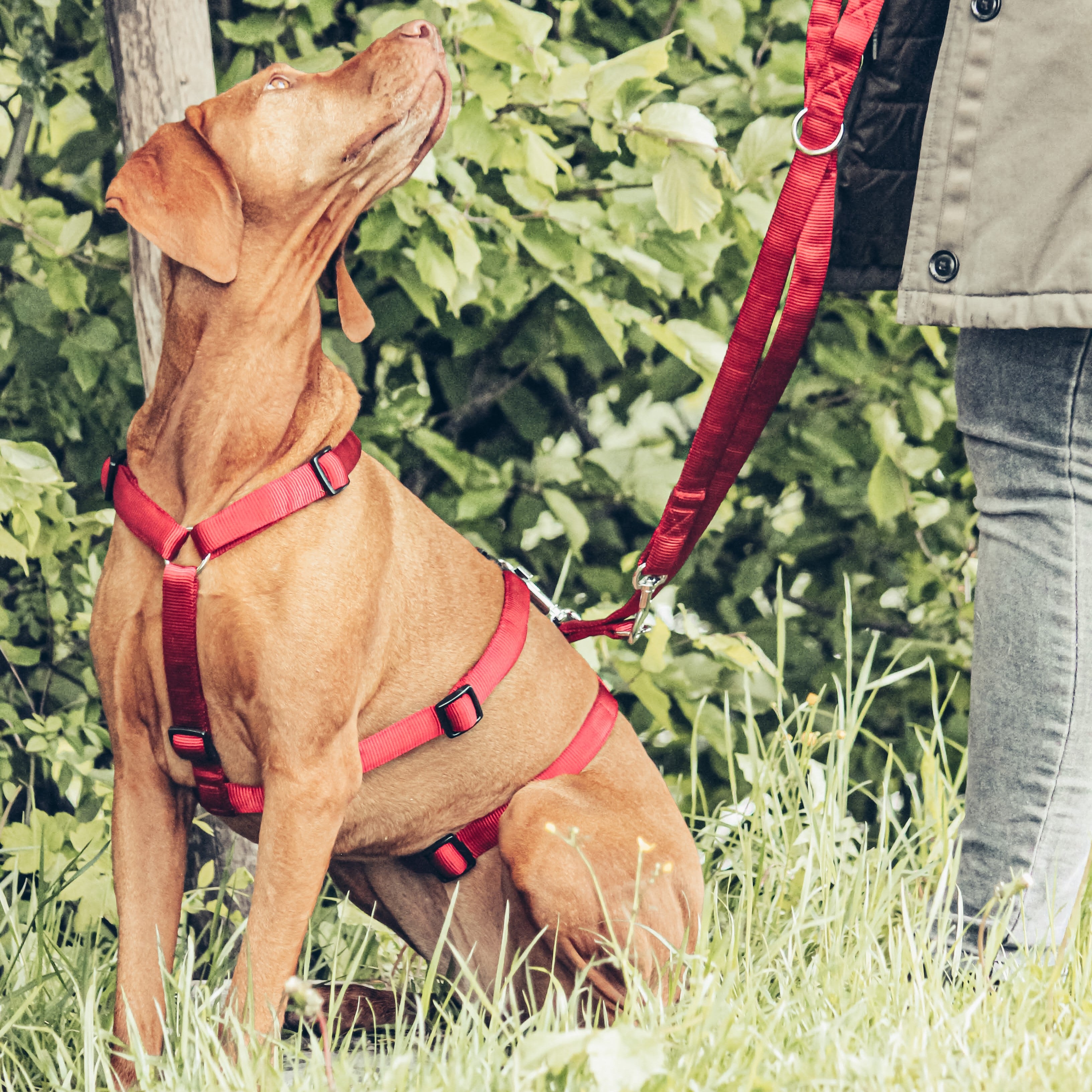 KOCH Sicherheitsgeschirr gepolstert in rot