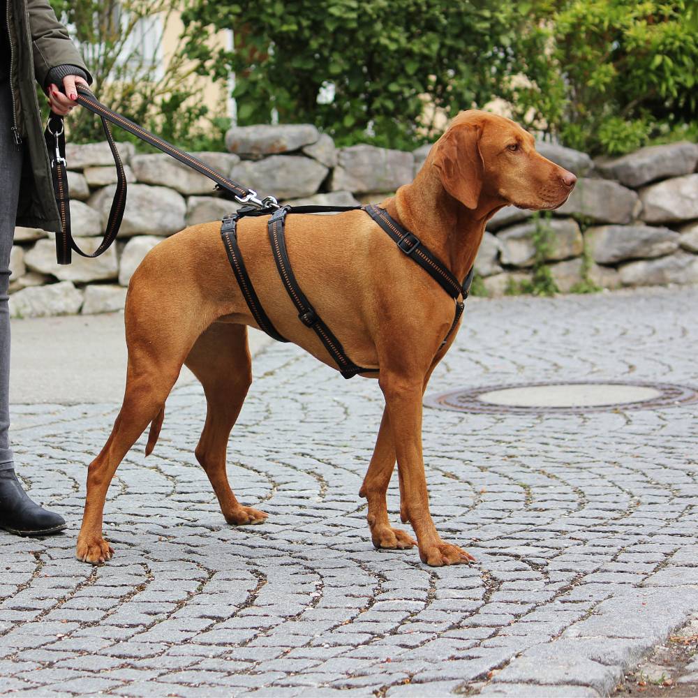 KOCH Sicherheitsgeschirr gepolstert in schwarz mit Kennfäden