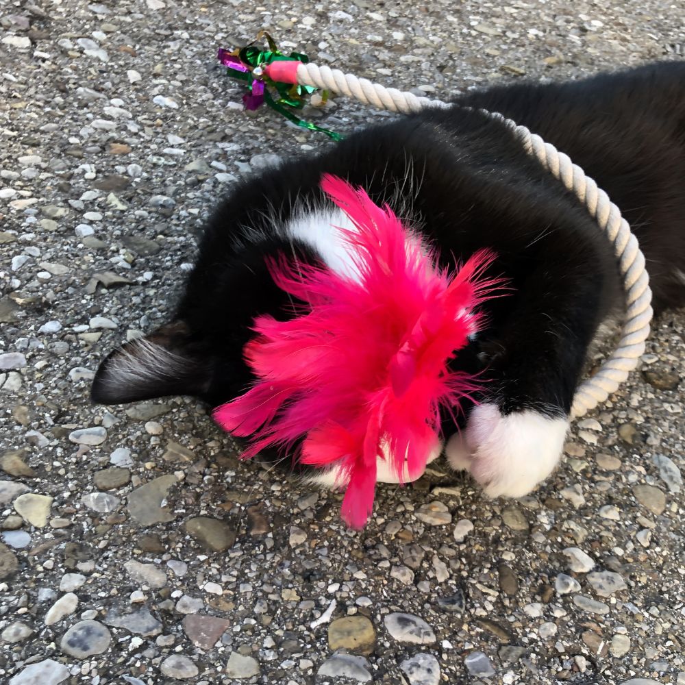 Katzenspielzeug von KOCH
