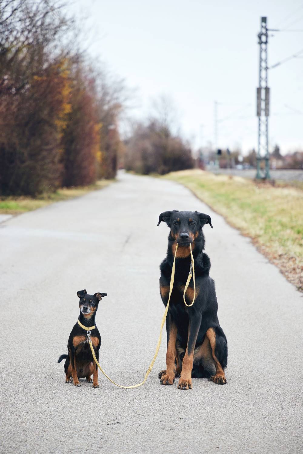 Cojak mit Phillo von KOCH Heimtierwelt