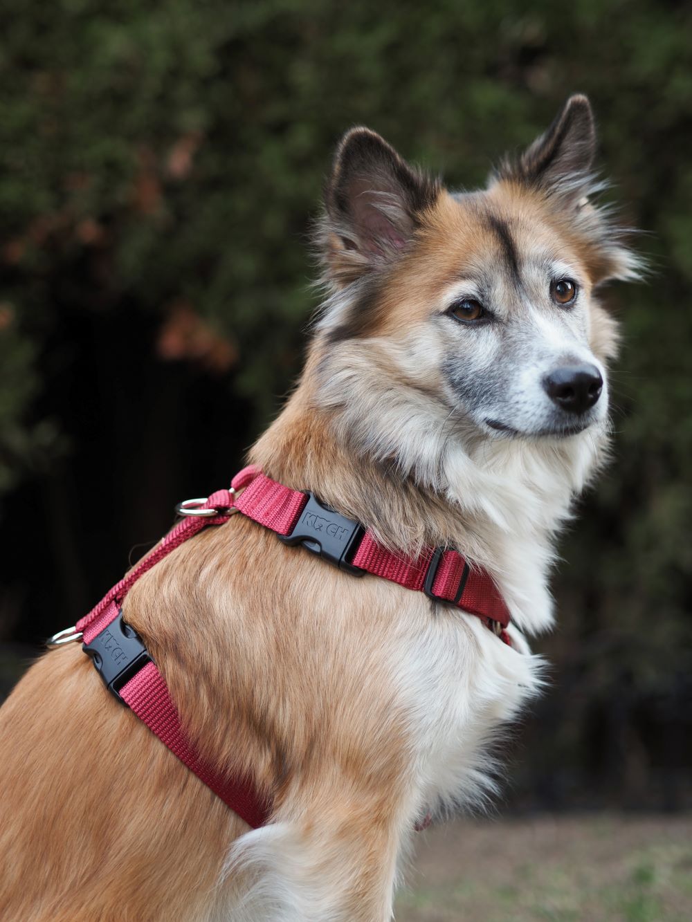 Hund mit einem KOCH Hundegeschirr