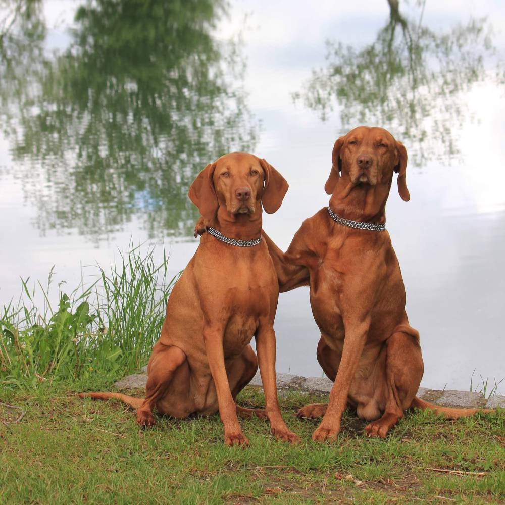 Zwei Hunde mit KOCH Doppelhalskette und Zugstopp