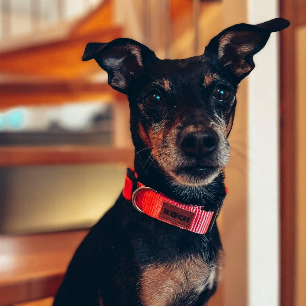 Phillo mit KOCH Comfort Hundehalsband
