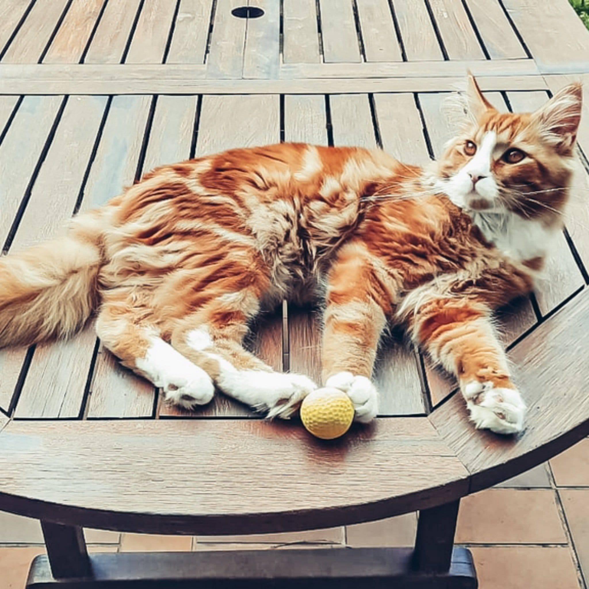 KOCH Softbälle mit Katze