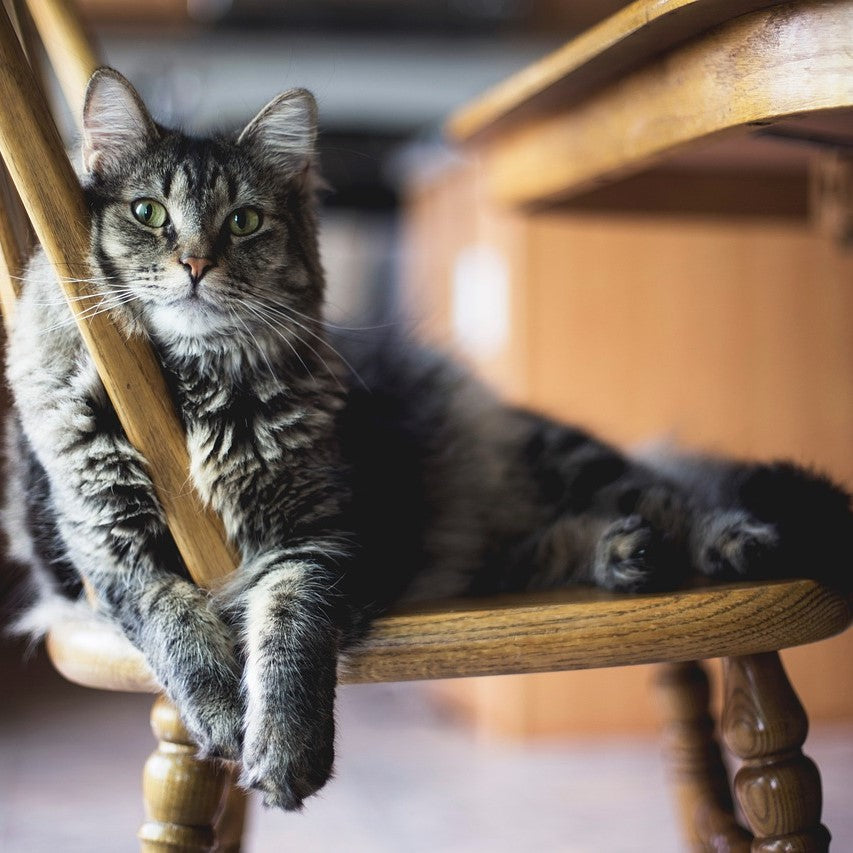 Clickertraining mit Katzen - die perfekte Auslastung für gelangweilte Stubentiger