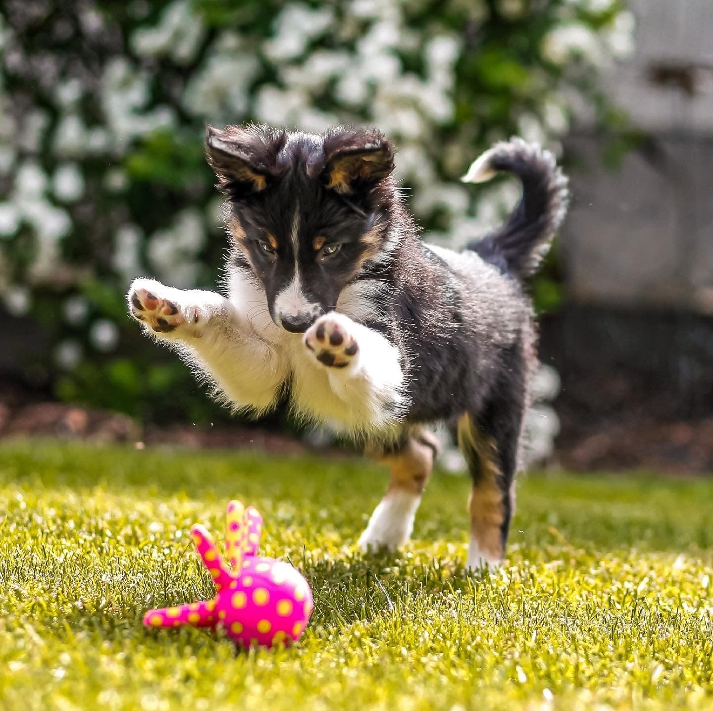 Erstausstattung für Welpen - KOCH
