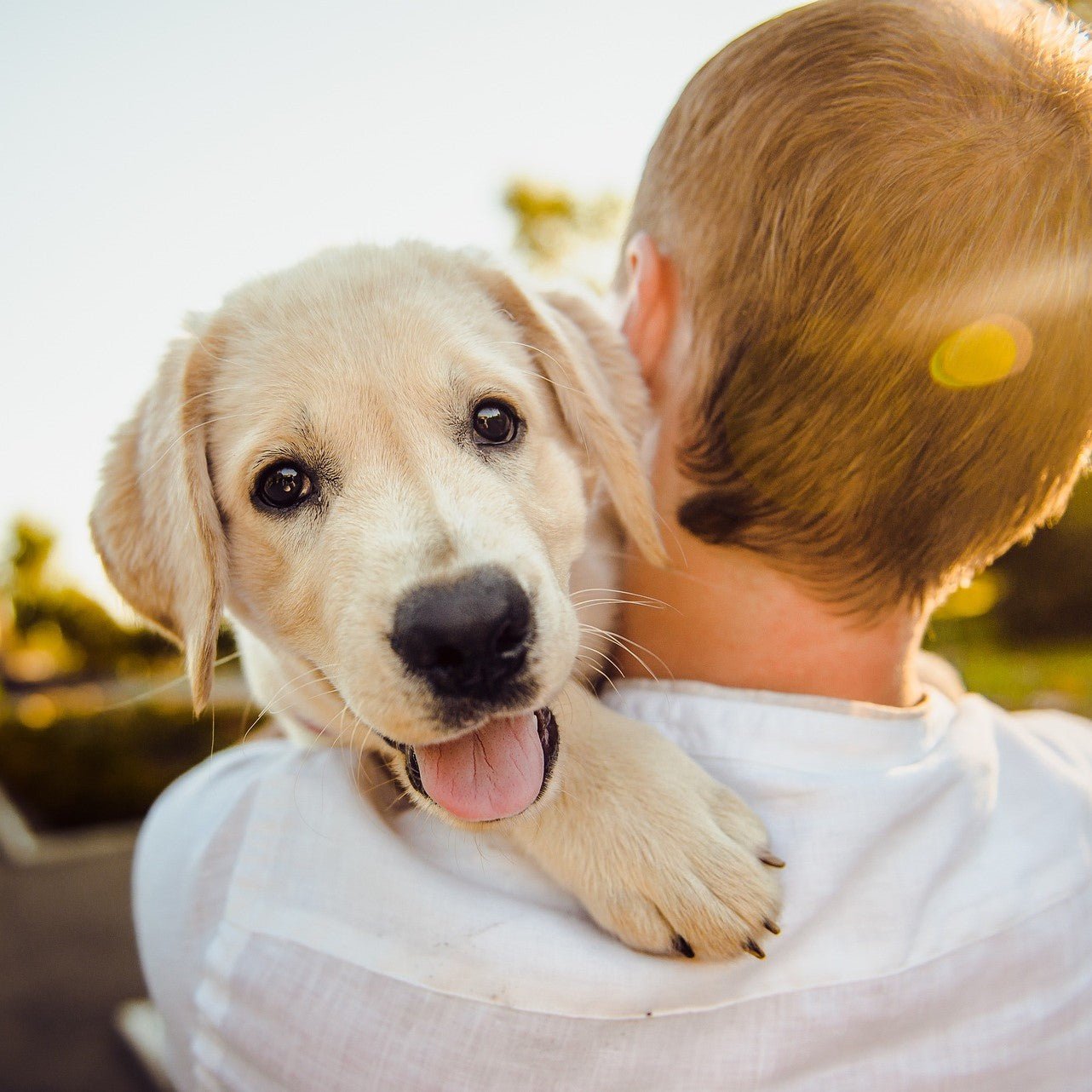 Mit Hund verreisen – Tipps und Tricks für einen entspannten Urlaub mit Hund - KOCH