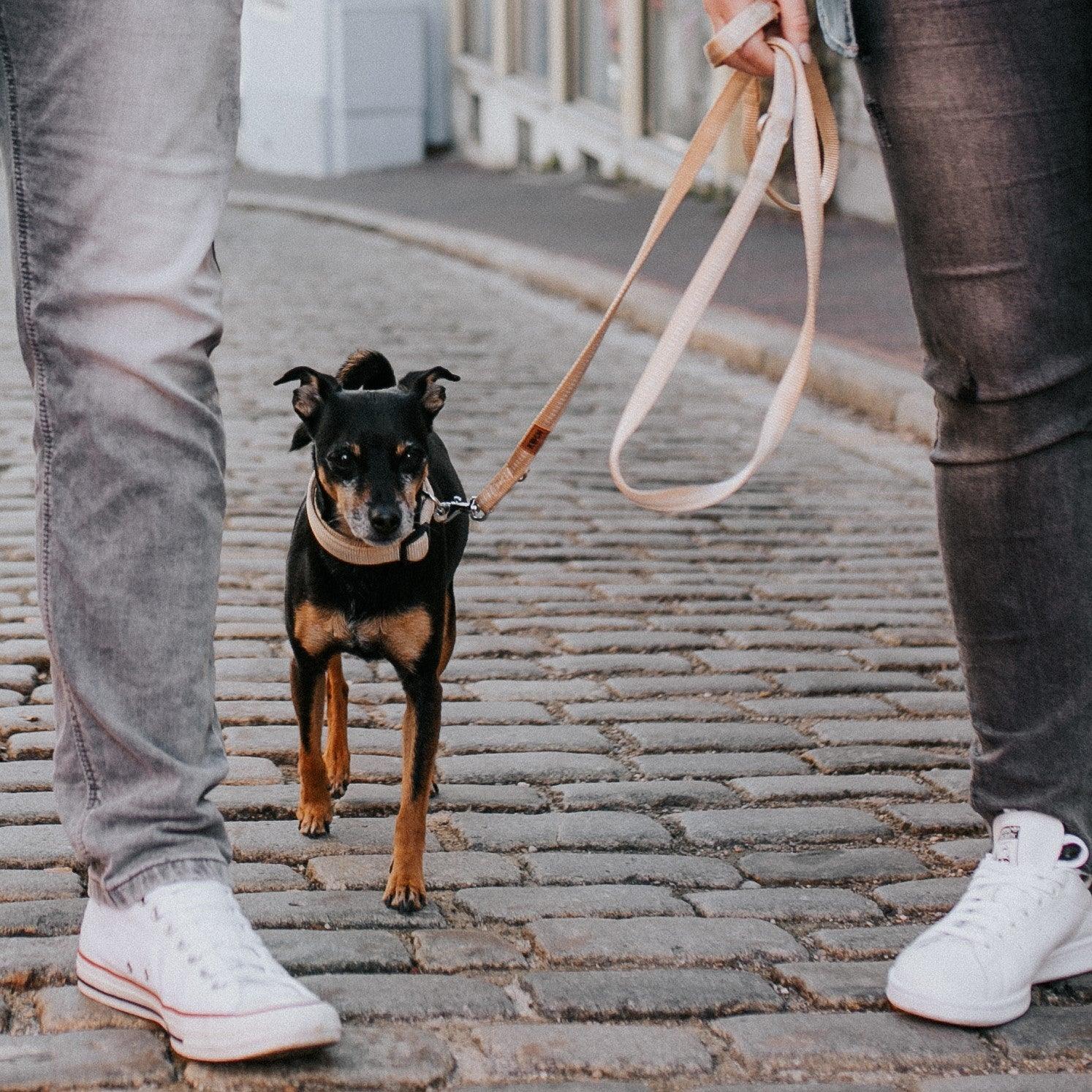 Wie gewöhne ich meinen Hund an die Leine? - KOCH