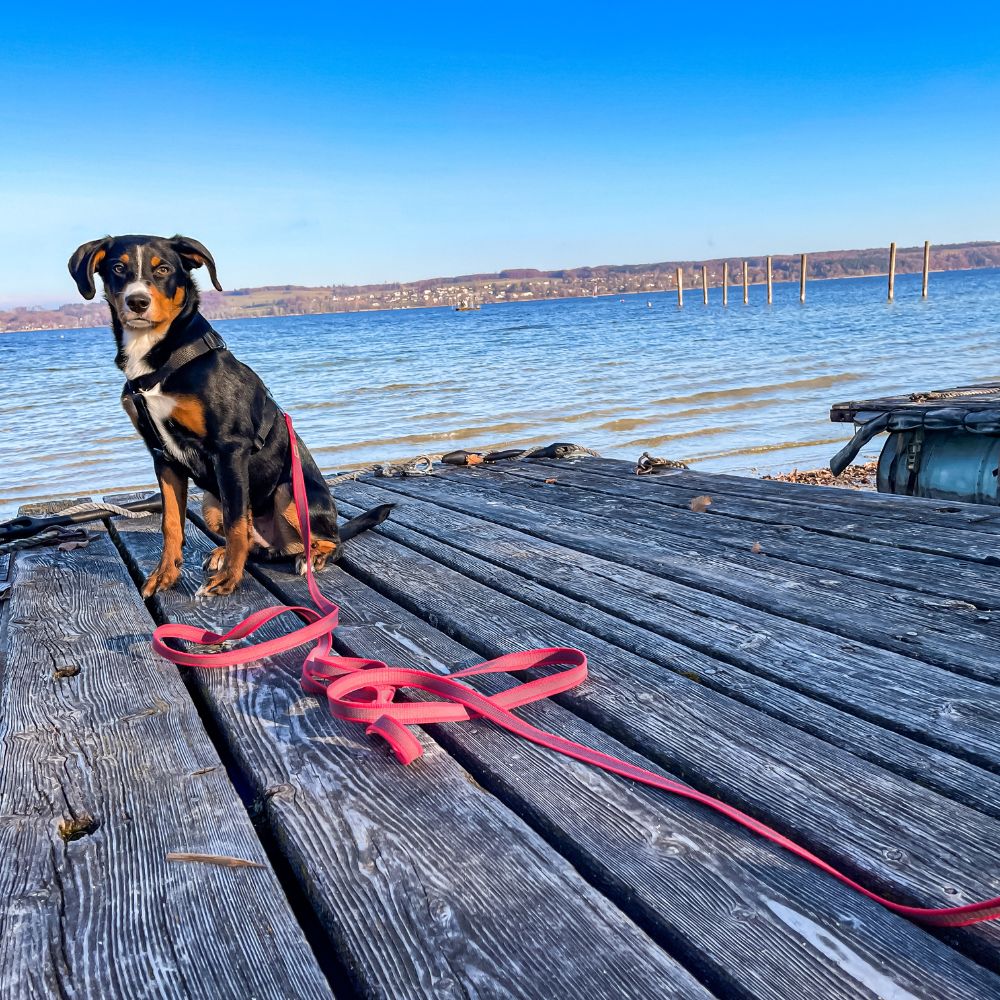 Ein Hund mit der gummierten Schleppleine von KOCH