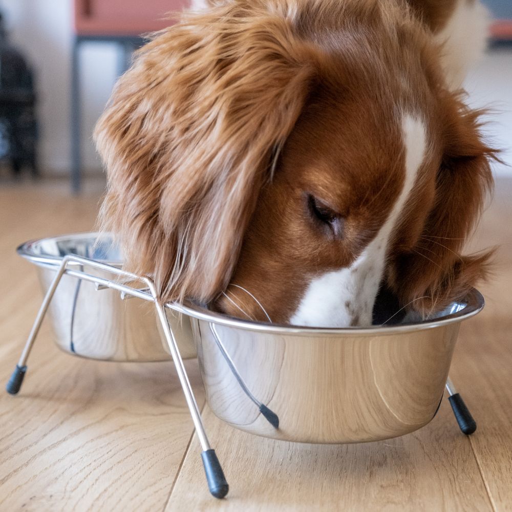 KOCH Edelstahl Hundenapf mit Futterbar 0,25 Liter