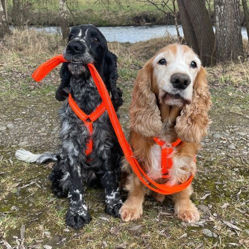 Hundeleine von KOCH in Leuchtorange