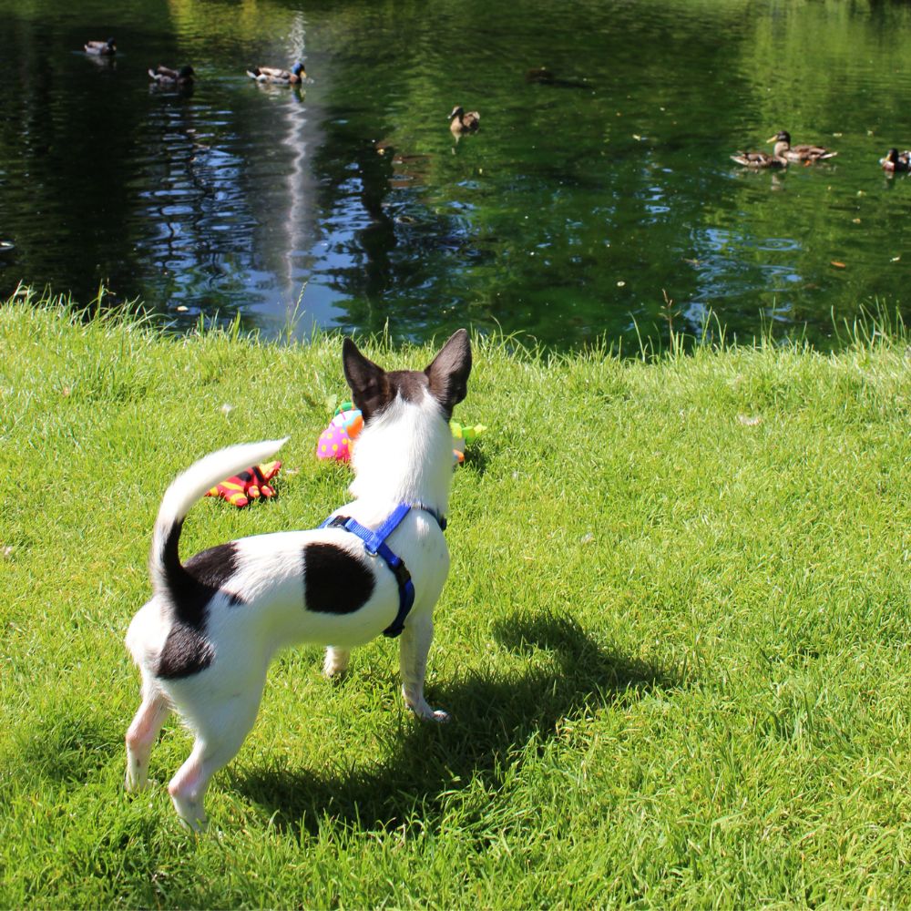 KOCH Hundegeschirr für kleine Hunde