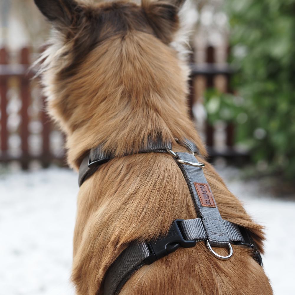 KOCH Hundegeschirr gepolstert in grau