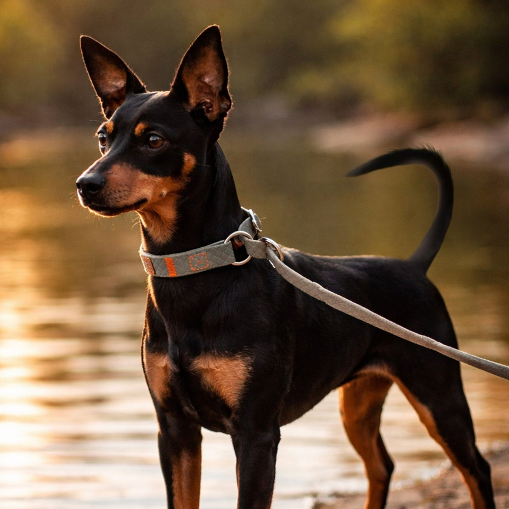 Wasserfeste Retrieverleine von KOCH mit einem Hund