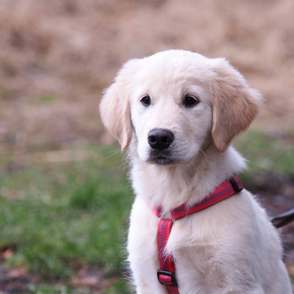 Welpe mit einem gepolsterten Hundegeschirr von KOCH